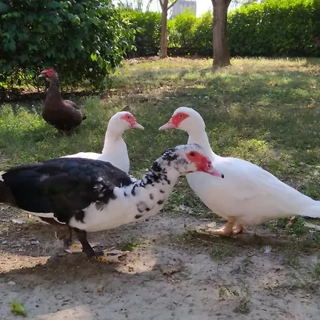 Il Ponticello