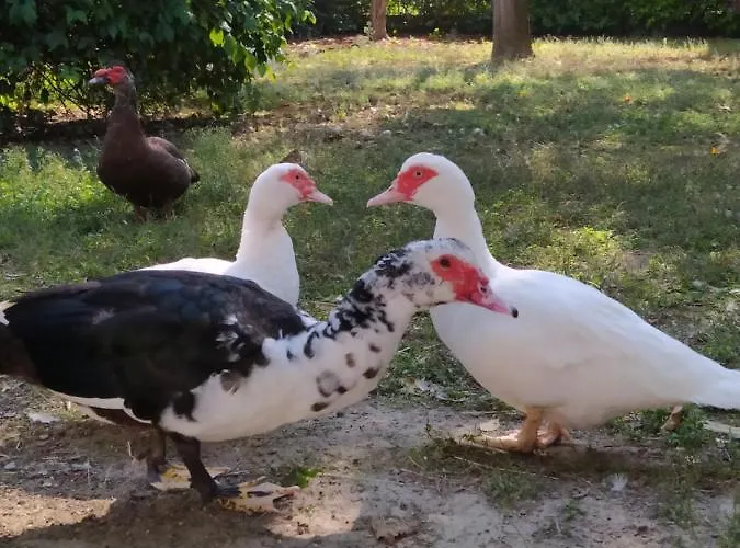 Il Ponticello