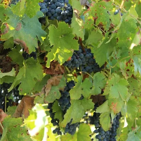 ベッド・アンド・ブレックファスト Il Ponticello