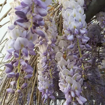 Il Ponticello 3* Gualtieri