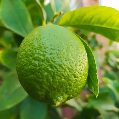 Bed & Breakfast Il Ponticello