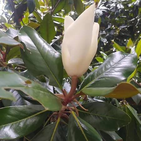 Il Ponticello Gualtieri