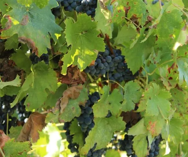 Bed & Breakfast Il Ponticello