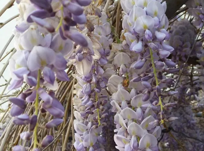 Il Ponticello 3* Gualtieri