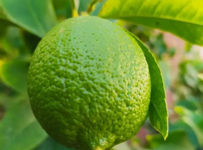 Bed & Breakfast Il Ponticello