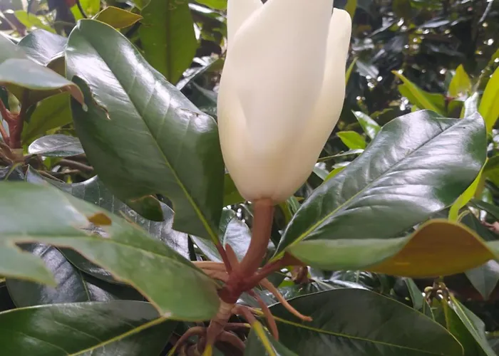 Il Ponticello Gualtieri